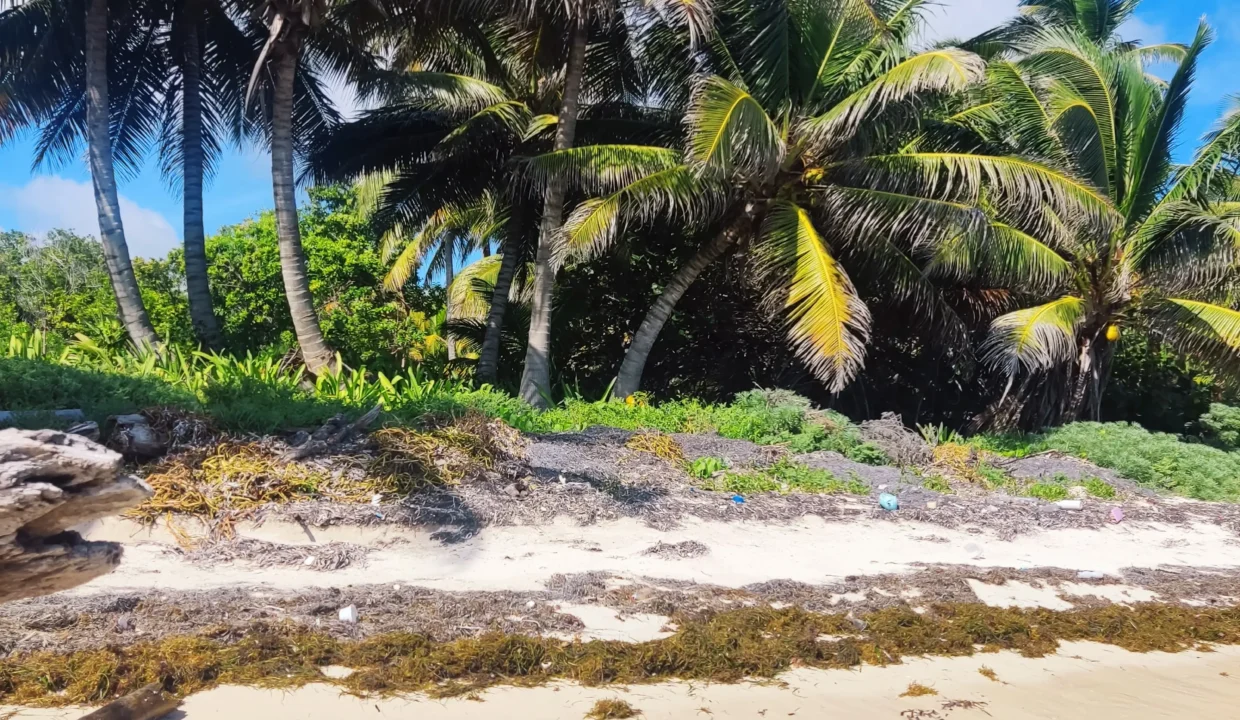 Costa Maya beachfron lot for sale (3)