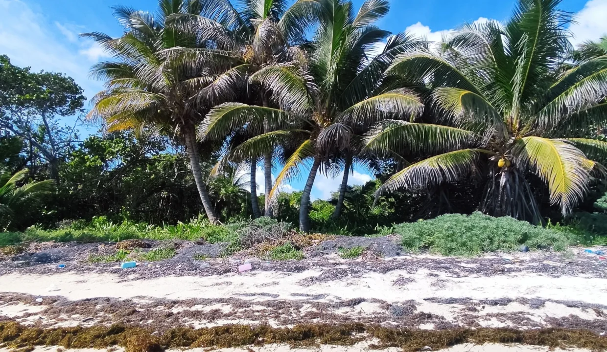 Costa Maya beachfron lot for sale (4)