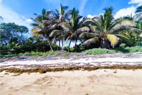 BeachFront lot for sale in the Costa Maya